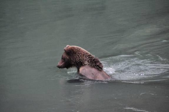 Concentração para a pesca de salmão no rio Chilkat, em Haines, no sudeste do Alaska